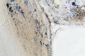 Mold Odor Removal Services